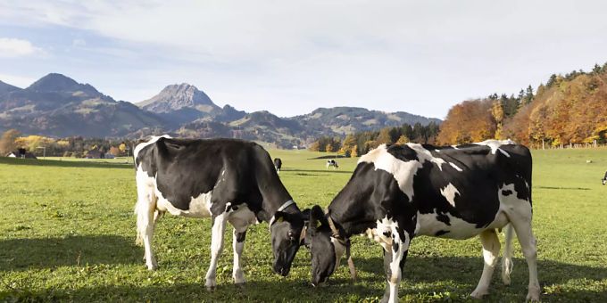 Das Milchverarbeitungs-Unternehmen Cremo hat rund 91 Millionen Liter Milch falsch deklariert. (Archivbild) Das Milchverarbeitungs-Unternehmen Cremo hat rund 91 Millionen Liter Milch falsch deklariert. (Archivbild)