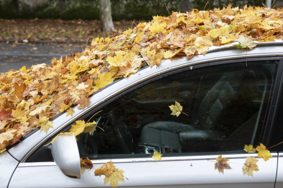 Im Herbst kann innert kurzer Zeit eine Menge Laub von Bäumen und Sträuchern fallen.