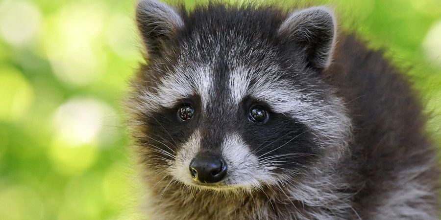 Viele Menschen finden Waschbären niedlich, insbesondere Jungtiere - doch auch sie können Krankheiten haben.