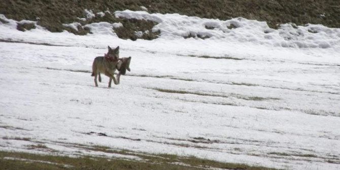 Wolf Schweiz