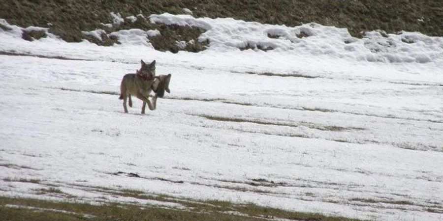 Wolf Schweiz