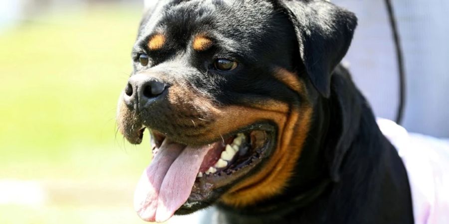 Rottweiler