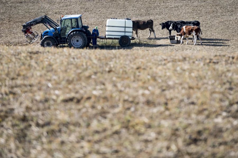 Die aktuelle Hitze und Trockenheit macht vielen Landwirten in der Schweiz zu schaffen