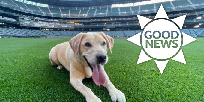 Good News - Baseball-Team rettet Hund als Maskottchen vor Einschläfern