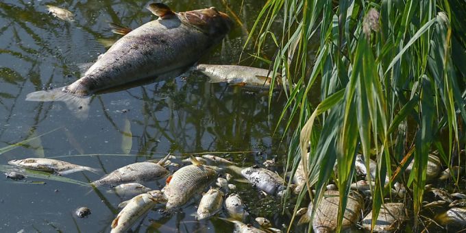 Tote Fische haben sich im deutsch-polnischen Grenzfluss Westoder, nahe dem Abzweig vom Hauptfluss Oder, auf der Wasseroberfläche gesammelt. Fisch Oder