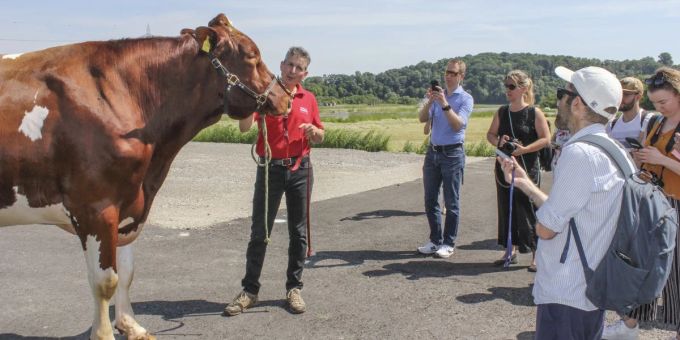 Der echte Magnus wird als Siegermuni vorgestellt. Eidgenössisches Schwing- und Älplerfest