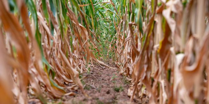 Vertrockneter Mais auf einem Feld - Die anhaltende Trockenheit macht vielen Landwirten schwer zu schaffen. Vertrockneter Mais auf einem Feld - Die anhaltende Trockenheit macht vielen Landwirten schwer zu schaffen.