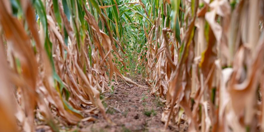 Vertrockneter Mais auf einem Feld - Die anhaltende Trockenheit macht vielen Landwirten schwer zu schaffen.