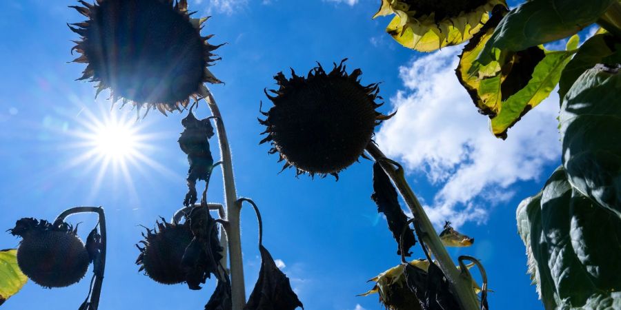 Völlig ausgetrocknet: Sonnenblumen in der Sonne.