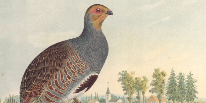Bern - Die Schweizer Vogelwelt hat sich in 100 Jahren stark verändert