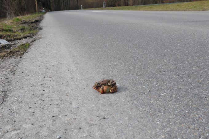 Die Amphibienwanderungen wird durch den kantonalen Naturschutz beobachtet. Die Amphibienwanderungen wird durch den Naturschutz beobachtet.