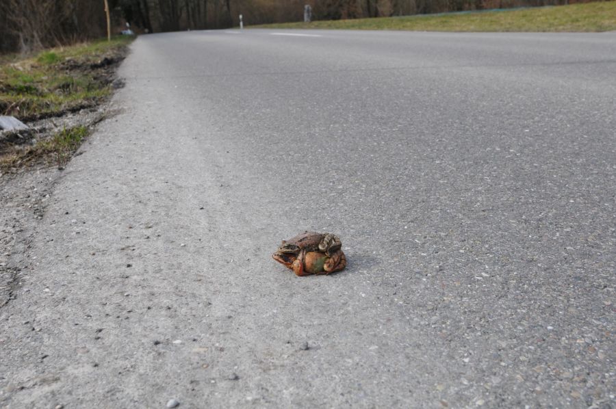 Die Amphibienwanderungen wird durch den Naturschutz beobachtet.