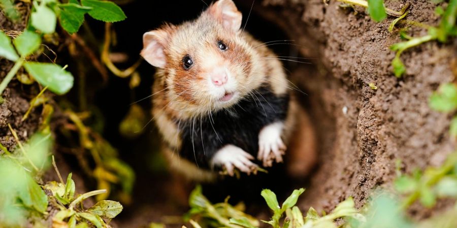 Ein Feldhamster schaut auf einer Ackerfläche aus seinem Bau - der putzig aussehende Nager mit den typischen Hamsterbacken ist vom Aussterben bedroht.