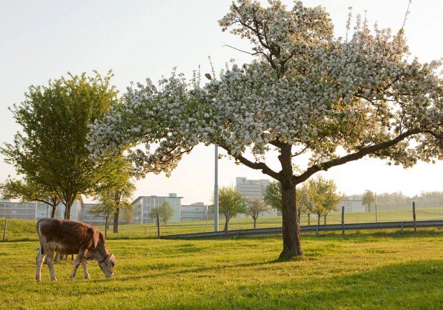 Frühling
