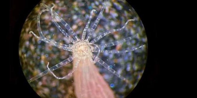 Obwohl die Seeanemone Nematostella vectensis kein Gehirn hat, konnte ein Forschungsteam der Universität Freiburg ihr beibringen, ihr Verhalten zu ändern. Obwohl die Seeanemone Nematostella vectensis kein Gehirn hat, konnte ein Forschungsteam der Universität Freiburg ihr beibringen, ihr Verhalten zu ändern.