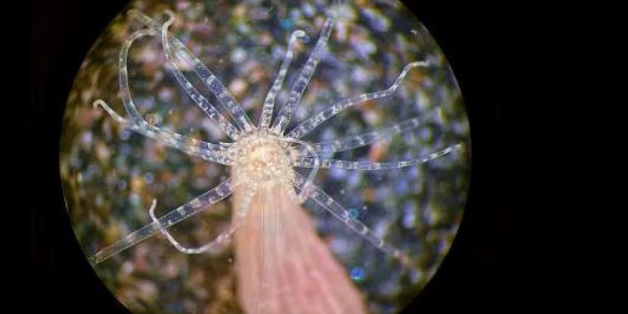 Obwohl die Seeanemone Nematostella vectensis kein Gehirn hat, konnte ein Forschungsteam der Universität Freiburg ihr beibringen, ihr Verhalten zu ändern.