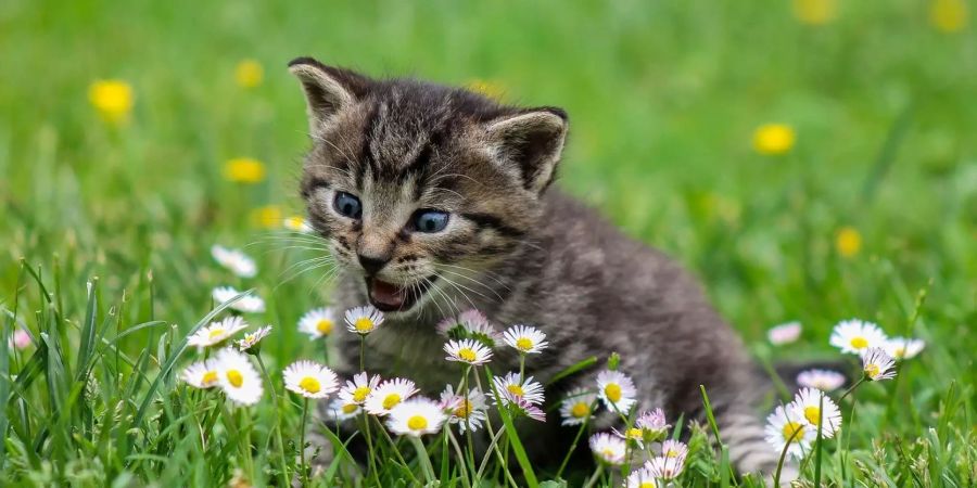 Eine Katze