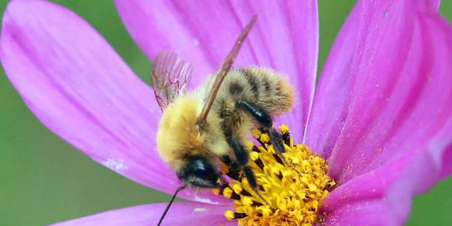 biodiversität