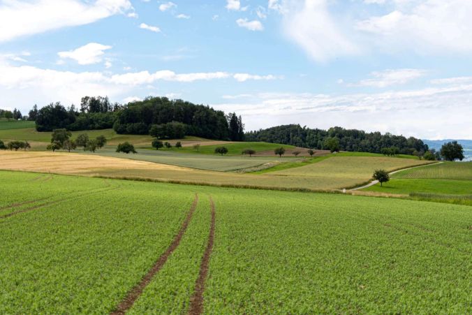 Die Dürrenäscher Aussicht über einem Erbsen-Feld.