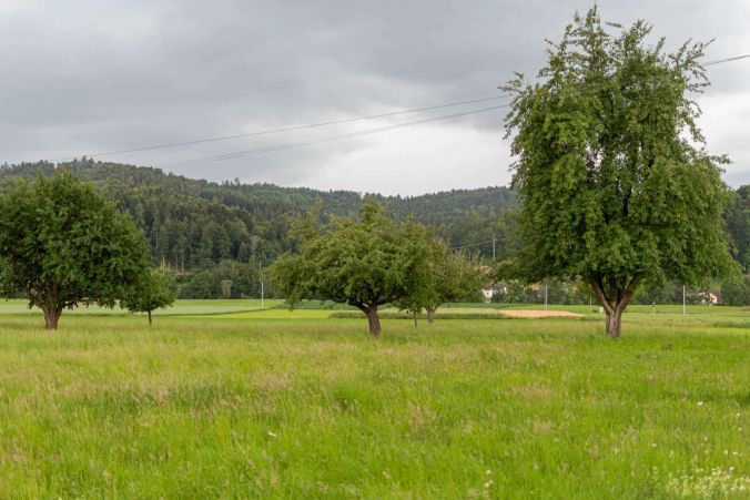 Apfel- und Birnenbäume in Oberkulm.