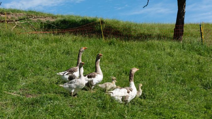 Nachwuchs im Gänsegehege.