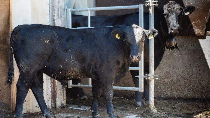 Die Angus-Rinder garantieren saftiges Fleisch.