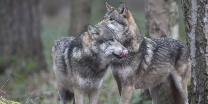 In Lichtenstein gibt es den zweiten Nachweis eines Wolfes. vaduz wolf