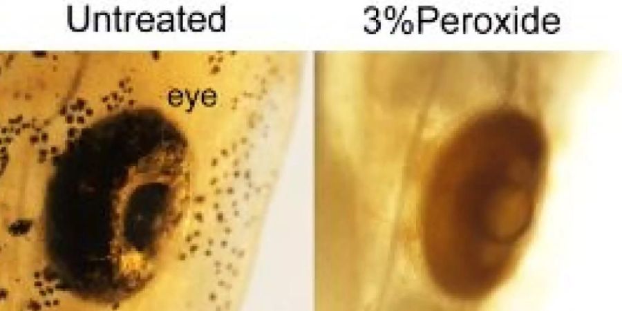Wiener Forscher erleichtern das Durchleuchten von Organismen, indem sie sie mit einfachen Mitteln entfärben und transparent machen. Hier ein Axolotl-Auge mal ohne, mal mit Bleichung (zVg)