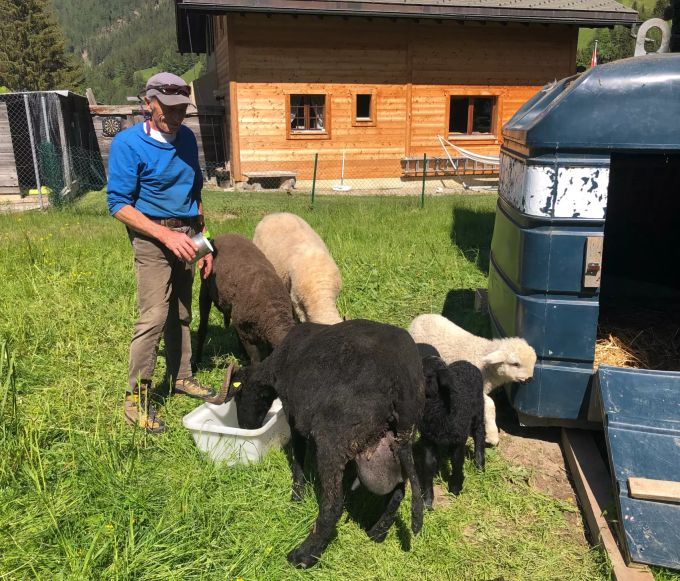 Schafzüchter Sarrasin hat drei junge Schäfchen und die Muttertiere zum Schutz bei seinem Haus untergebracht.