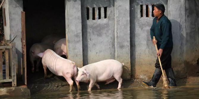 Schweinegrippe china