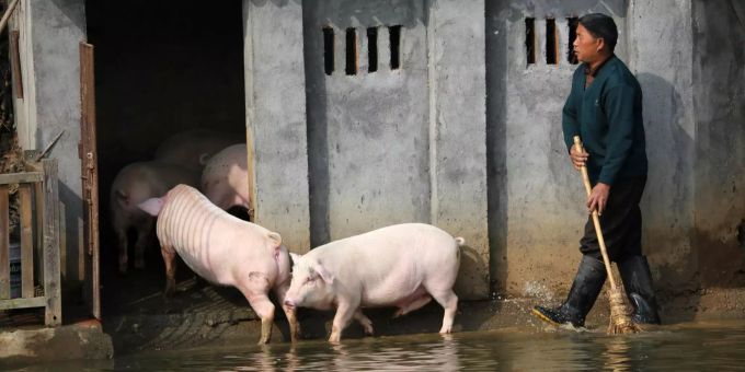 Landwirt Huang Demin treibt in dem Dorf im Landkreis Ningxiang seine Schweine in den Stall. Wissenschaftler aus China haben ein neues Schweinegrippe-Virus identifiziert, von dem in Zukunft die Gefahr einer weiteren Pandemie ausgehen könnte. Schweinegrippe china