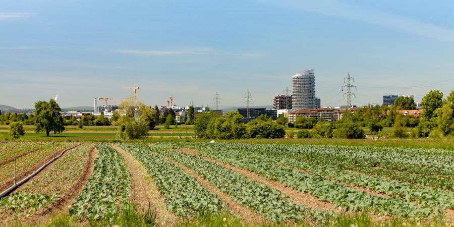Ackerfeld bei Dübendorf.