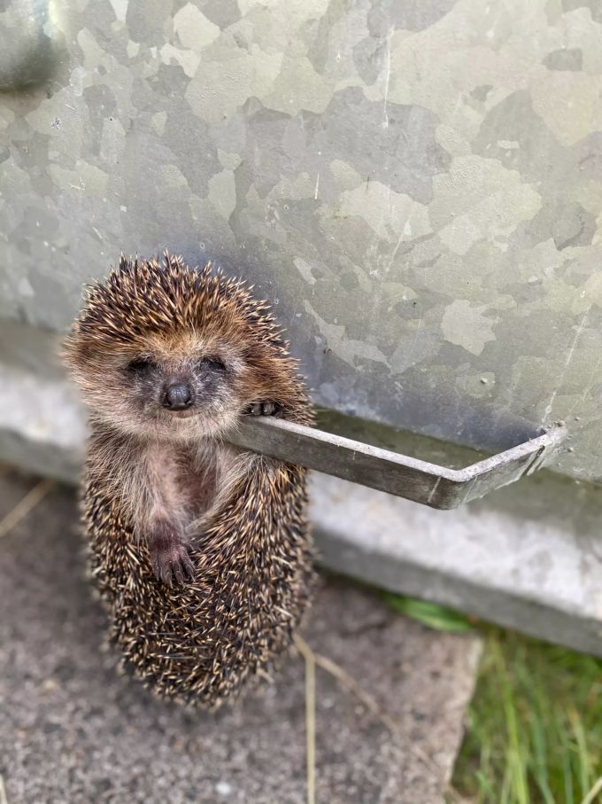 Der Igel hing in einer Halterung fest. Igel Lübeck
