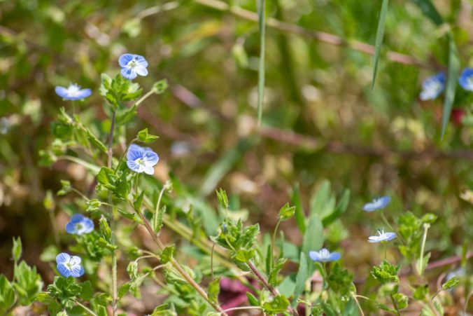 Blaue Katzenaugen in Zetzwil.