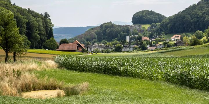 Wie Schwer Ist Ein Ausgewachsener Elefant Wie schwer ist ein Elefant? | Nau.ch