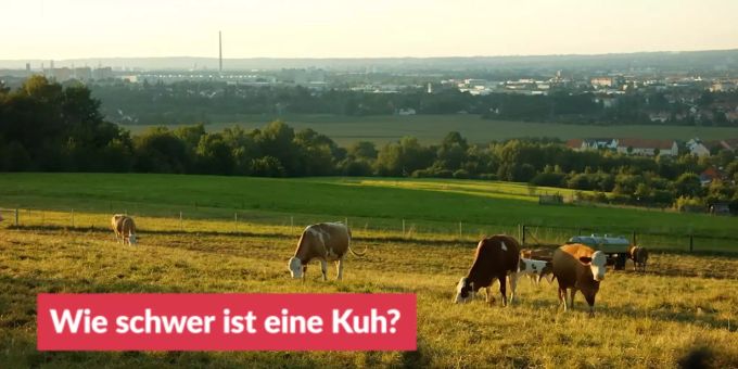 «Frage des Tages» - Wie schwer ist eine Kuh?