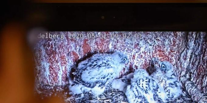 Im Turm der Heidelberger Heiliggeistkirche befindet sich ein Nest von Wanderfalken. Eine Webcam überträgt das dortige Geschehen. Foto: Sebastian Gollnow/dpa Im Turm der Heidelberger Heiliggeistkirche befindet sich ein Nest von Wanderfalken. Eine Webcam überträgt das dortige Geschehen. Foto: Sebastian Gollnow/dpa