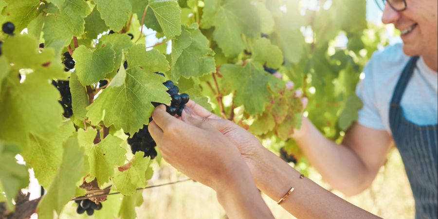 Wein, Reben, Ernte, Weinernte, Weinanbau