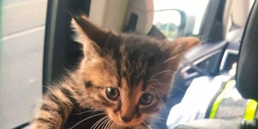 Das aus dem Motorraum eines Autos in Essen geborgene Katzenbaby. Foto: --/Polizei Essen/dpa