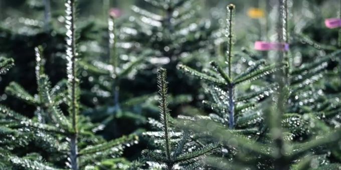 Nordmanntannen stehen auf der Weihnachtsbaum Plantage des Werderaner Tannenhofs. Foto: Britta Pedersen/dpa-Zentralbild/dpa Nordmanntannen stehen auf der Weihnachtsbaum Plantage des Werderaner Tannenhofs. Foto: Britta Pedersen/dpa-Zentralbild/dpa