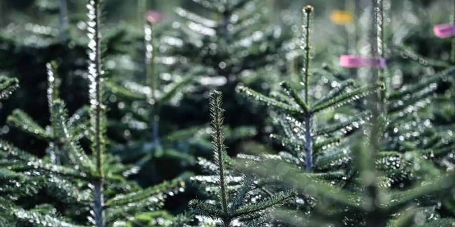 Nordmanntannen stehen auf der Weihnachtsbaum Plantage des Werderaner Tannenhofs. Foto: Britta Pedersen/dpa-Zentralbild/dpa