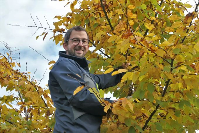 Jürg Truninger beim Baumschnitt. Mann auf Baum