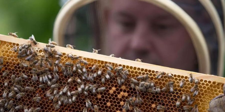 Ein Imker hält eine Bienenwabe in den Händen. Deutschlands Imker haben in diesem Jahr deutlich weniger Honig eingeholt als in den Vorjahren. Foto: Friso Gentsch/dpa/Archiv