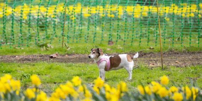 Hund in Park Hund in Park