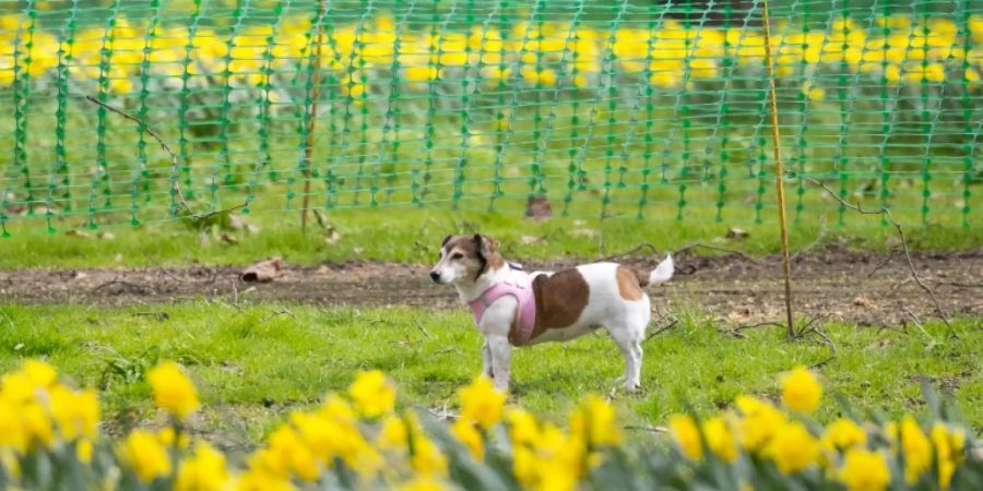 Hund in Park
