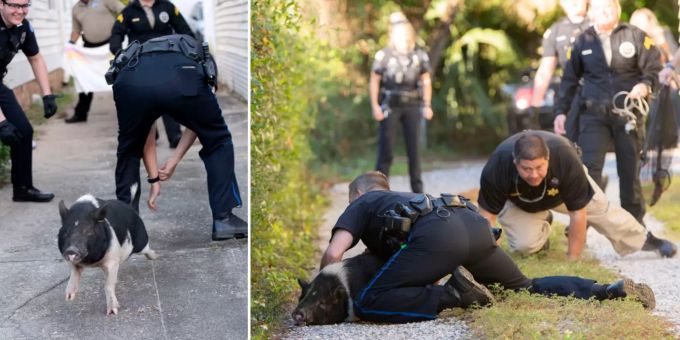 Das Schwein hielt die Polizisten eine Stunde lang auf Trab. schwein