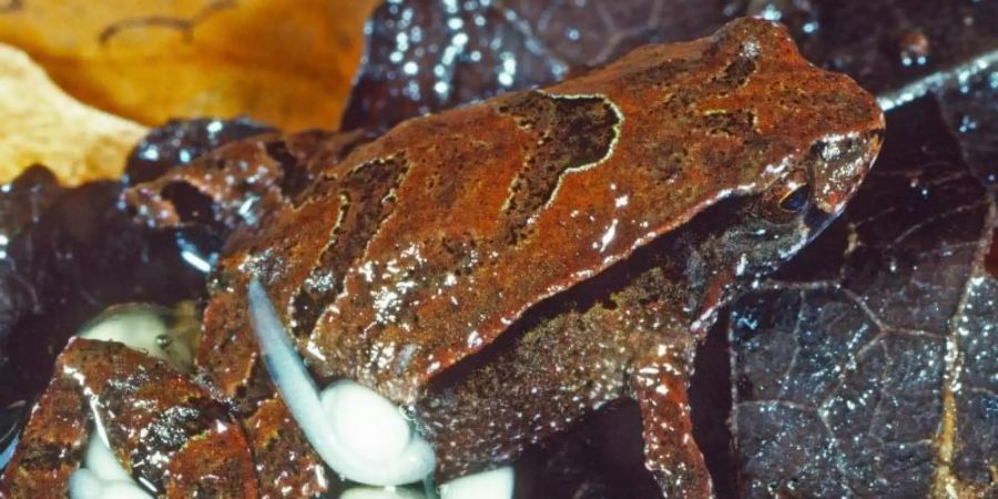 Ein «Assa Wollumbin»-Frosch sitzt mit seinen Kaulquappen auf einem Blatt. Foto: Stephen Mahony/Environment NSW/dpa