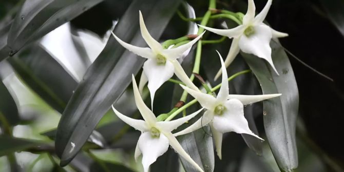 angraecum sesquipedale