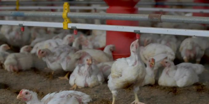 Geflügelpest: Österreich erklärt gesamtes Land zum Risikogebiet. Geflügelpest