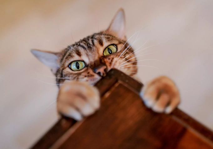 Haustiere geniessen in Spanien bereits einen höheren Schutz. Katze